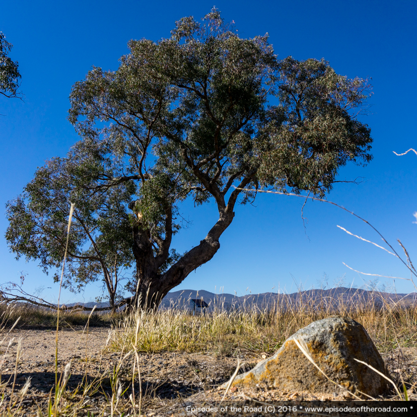 Lambrigg Lookout Tree