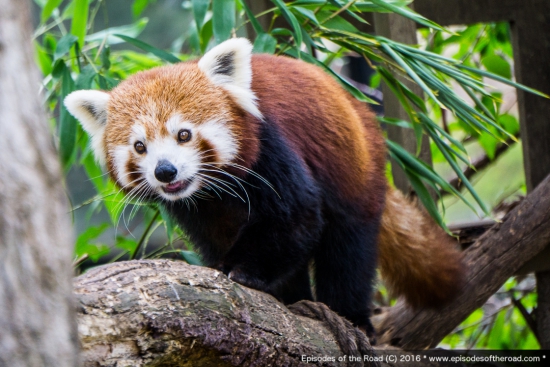 Canberra Zoo