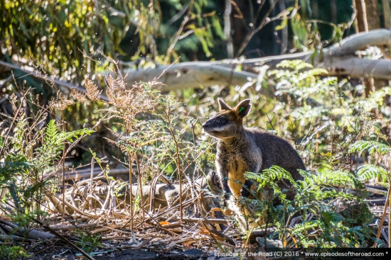 Tidbinbilla